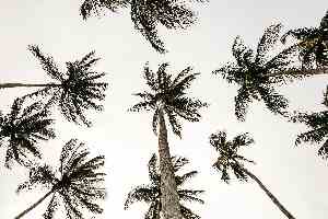 palmier palm wax