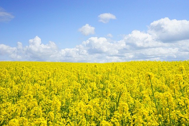 field-of-rapeseeds-474558_640.jpg